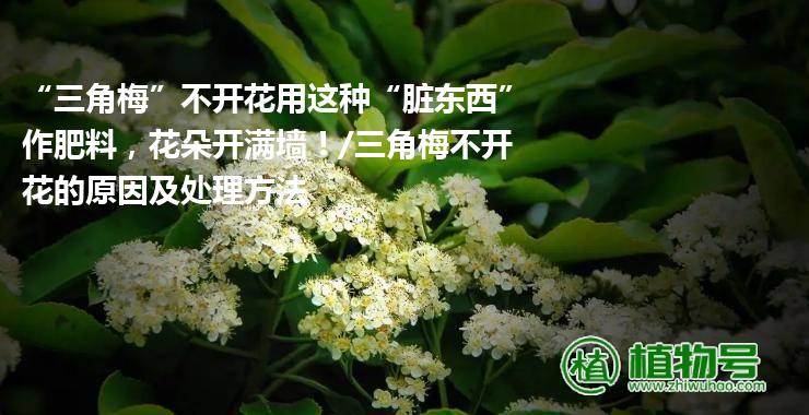 “三角梅”不开花用这种“脏东西”作肥料，花朵开满墙！/三角梅不开花的原因及处理方法