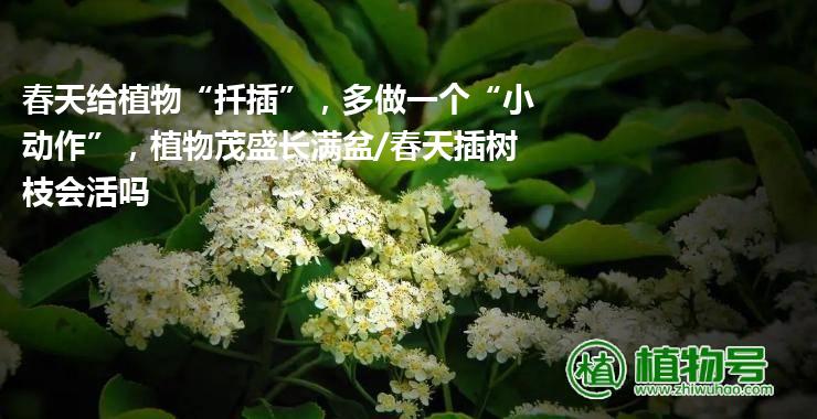 春天给植物“扦插”，多做一个“小动作”，植物茂盛长满盆/春天插树枝会活吗