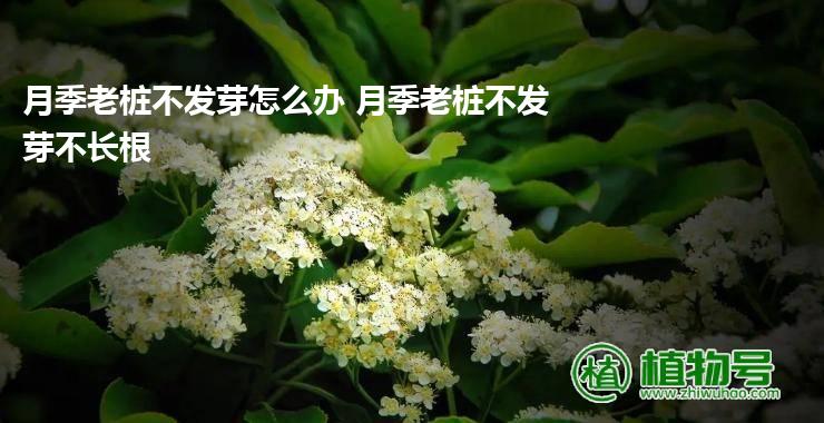 月季老桩不发芽怎么办 月季老桩不发芽不长根