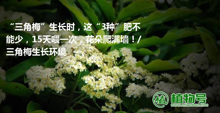 “三角梅”生长时，这“3种”肥不能少，15天喂一次，花朵爬满墙！/三角梅生长环境