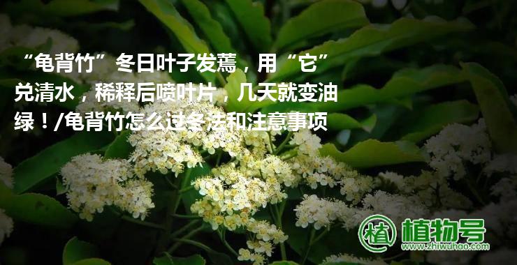 “龟背竹”冬日叶子发蔫，用“它”兑清水，稀释后喷叶片，几天就变油绿！/龟背竹怎么过冬法和注意事项