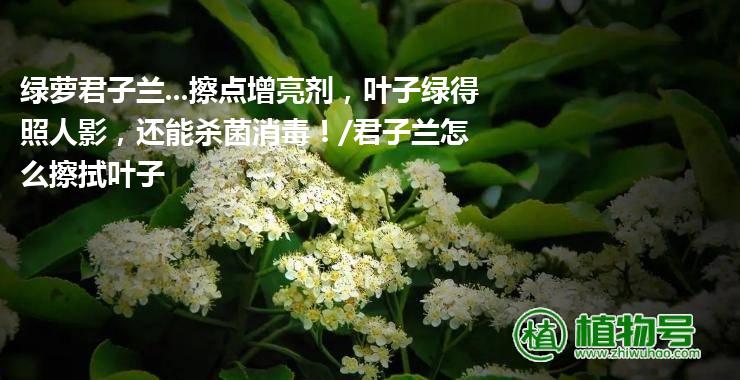 绿萝君子兰...擦点增亮剂，叶子绿得照人影，还能杀菌消毒！/君子兰怎么擦拭叶子