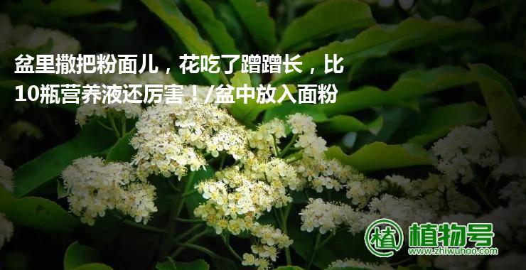 盆里撒把粉面儿，花吃了蹭蹭长，比10瓶营养液还厉害！/盆中放入面粉