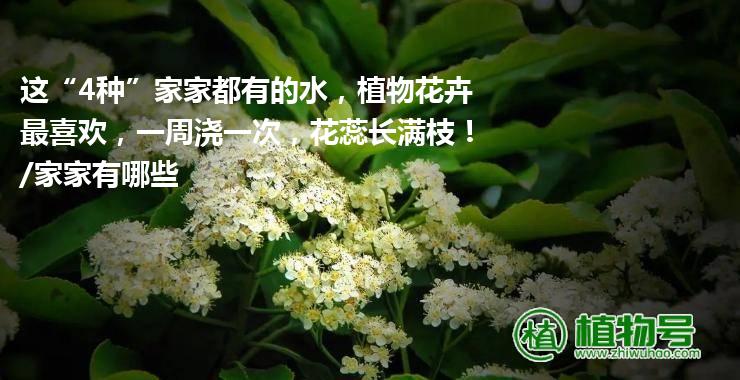 这“4种”家家都有的水，植物花卉最喜欢，一周浇一次，花蕊长满枝！/家家有哪些