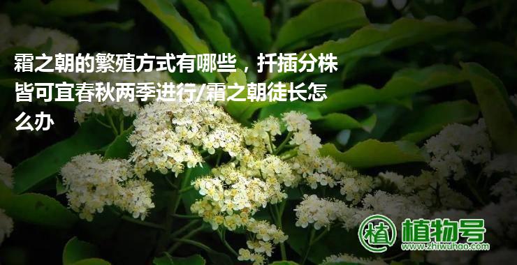 霜之朝的繁殖方式有哪些，扦插分株皆可宜春秋两季进行/霜之朝徒长怎么办