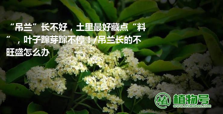 “吊兰”长不好，土里最好藏点“料”，叶子蹿芽蹿不停！/吊兰长的不旺盛怎么办