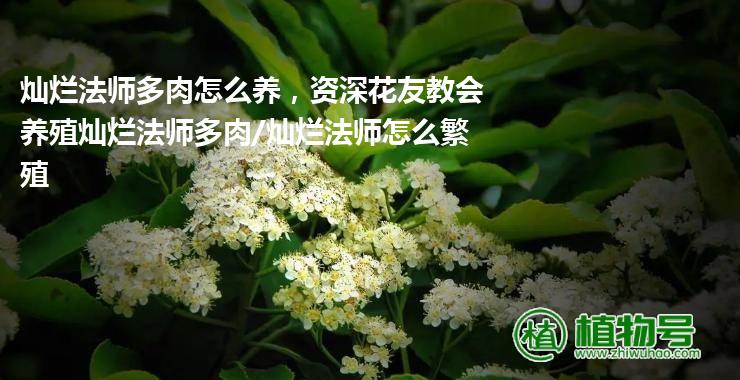 灿烂法师多肉怎么养，资深花友教会养殖灿烂法师多肉/灿烂法师怎么繁殖