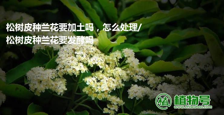 松树皮种兰花要加土吗，怎么处理/松树皮种兰花要发酵吗