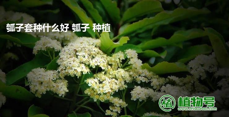 瓠子套种什么好 瓠子 种植