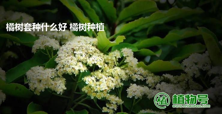 橘树套种什么好 橘树种植