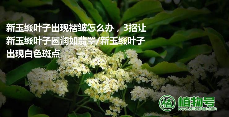 新玉缀叶子出现褶皱怎么办，3招让新玉缀叶子圆润如翡翠/新玉缀叶子出现白色斑点