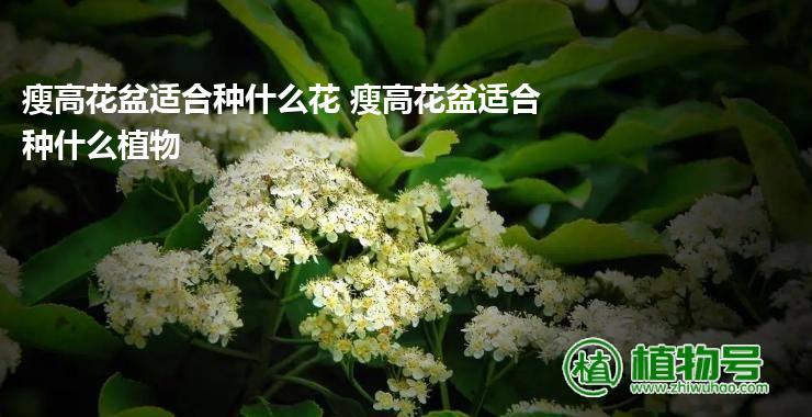 瘦高花盆适合种什么花 瘦高花盆适合种什么植物