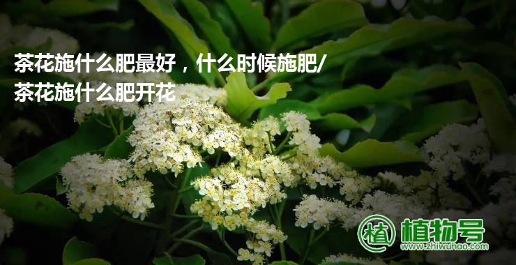 茶花施什么肥最好，什么时候施肥/茶花施什么肥开花