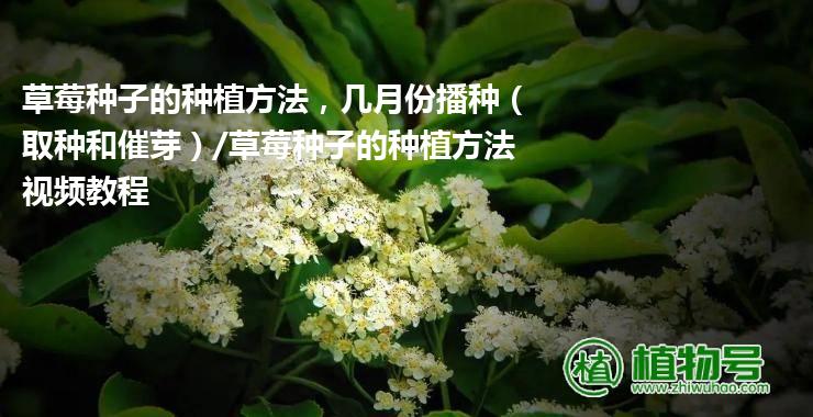 草莓种子的种植方法，几月份播种（取种和催芽）/草莓种子的种植方法视频教程