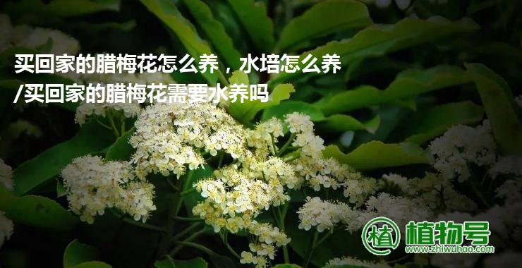 买回家的腊梅花怎么养，水培怎么养/买回家的腊梅花需要水养吗