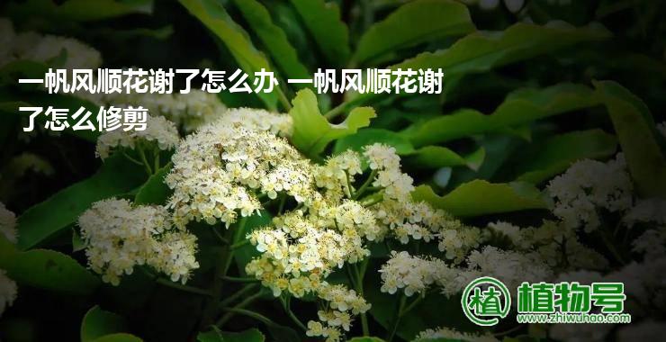 一帆风顺花谢了怎么办 一帆风顺花谢了怎么修剪