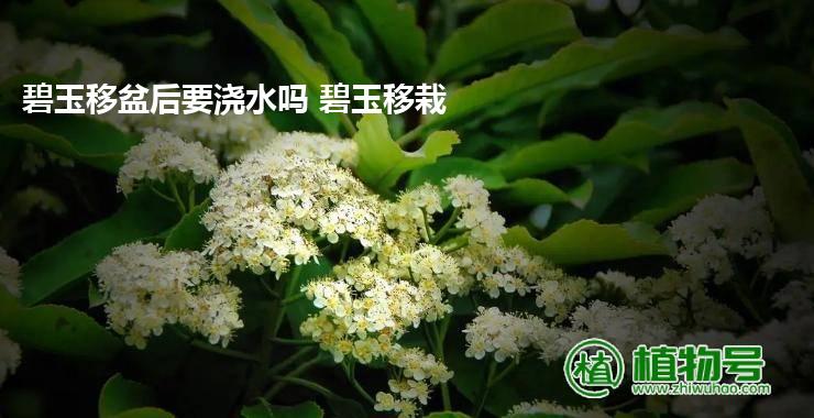 碧玉移盆后要浇水吗 碧玉移栽