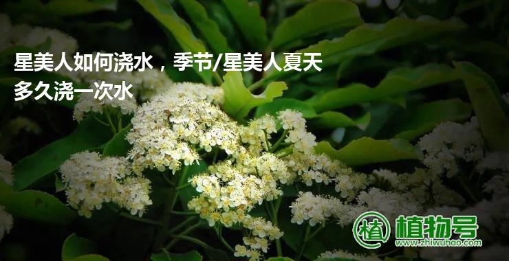 星美人如何浇水，季节/星美人夏天多久浇一次水