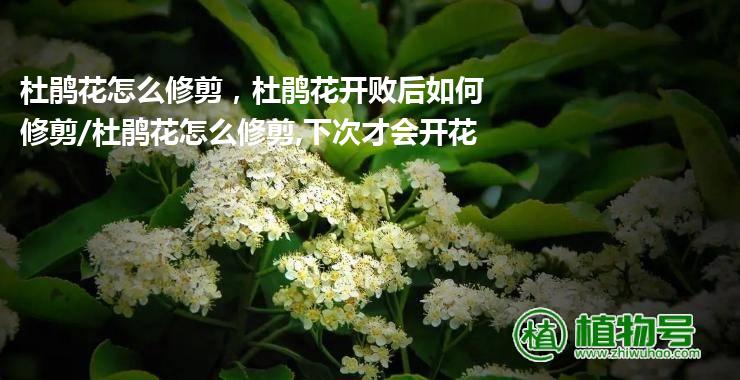 杜鹃花怎么修剪，杜鹃花开败后如何修剪/杜鹃花怎么修剪,下次才会开花