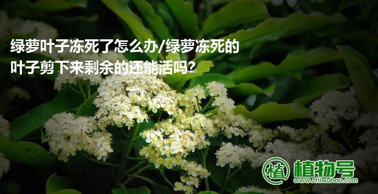 绿萝叶子冻死了怎么办/绿萝冻死的叶子剪下来剩余的还能活吗?