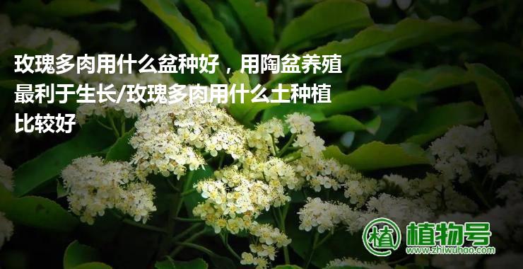 玫瑰多肉用什么盆种好，用陶盆养殖最利于生长/玫瑰多肉用什么土种植比较好