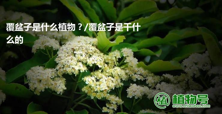 覆盆子是什么植物？/覆盆子是干什么的