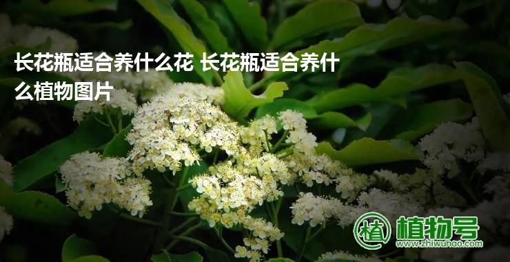 长花瓶适合养什么花 长花瓶适合养什么植物图片