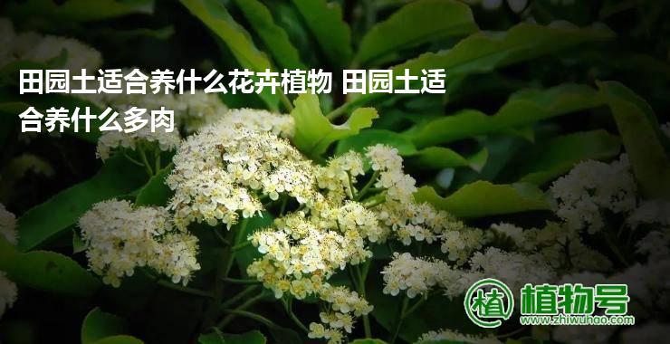 田园土适合养什么花卉植物 田园土适合养什么多肉