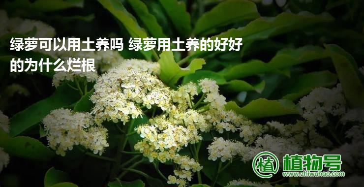 绿萝可以用土养吗 绿萝用土养的好好的为什么烂根