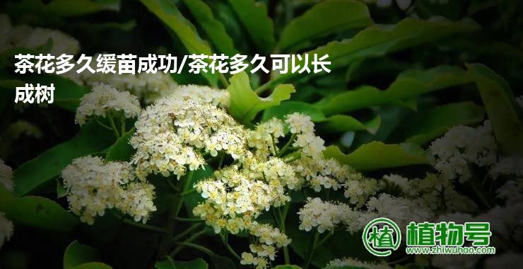 茶花多久缓苗成功/茶花多久可以长成树