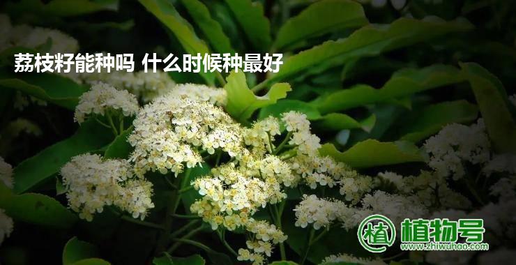 荔枝籽能种吗 什么时候种最好