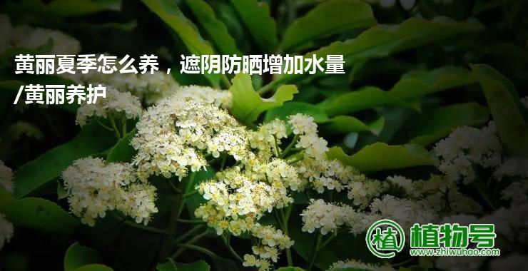 黄丽夏季怎么养，遮阴防晒增加水量/黄丽养护