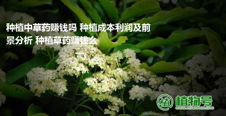 种植中草药赚钱吗 种植成本利润及前景分析 种植草药赚钱么