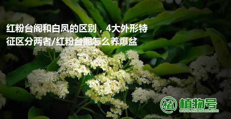 红粉台阁和白凤的区别，4大外形特征区分两者/红粉台阁怎么养爆盆