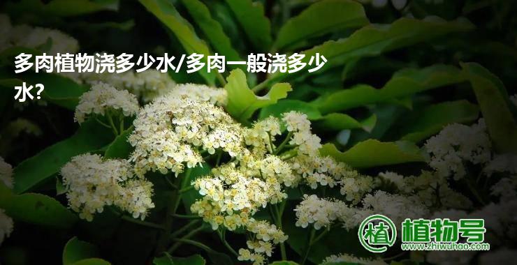 多肉植物浇多少水/多肉一般浇多少水?