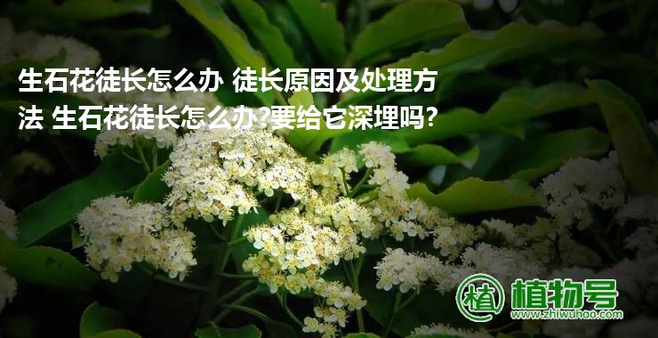 生石花徒长怎么办 徒长原因及处理方法 生石花徒长怎么办?要给它深埋吗?