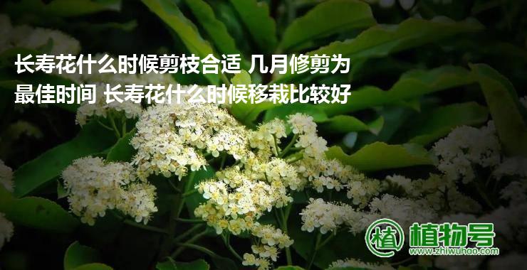 长寿花什么时候剪枝合适 几月修剪为最佳时间 长寿花什么时候移栽比较好