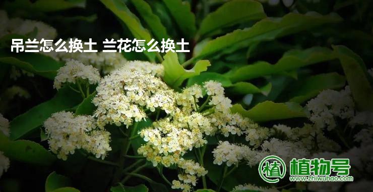 吊兰怎么换土 兰花怎么换土