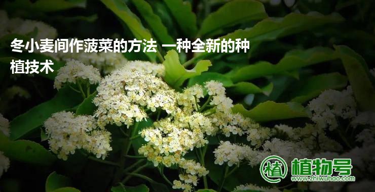 冬小麦间作菠菜的方法 一种全新的种植技术