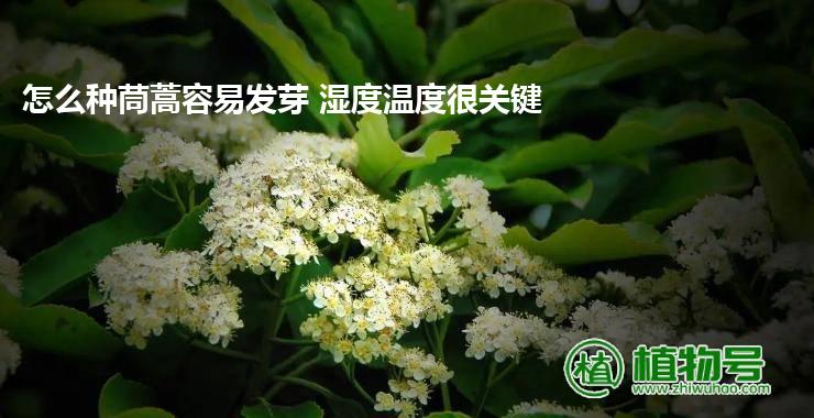 怎么种茼蒿容易发芽 湿度温度很关键