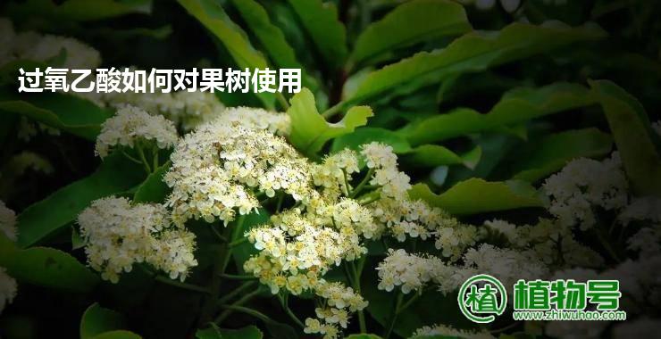 过氧乙酸如何对果树使用