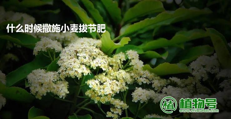 什么时候撒施小麦拔节肥