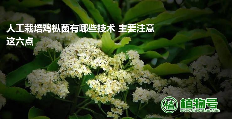 人工栽培鸡枞菌有哪些技术 主要注意这六点