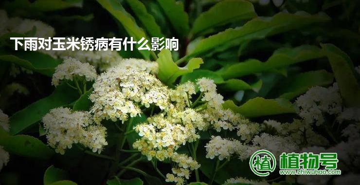 下雨对玉米锈病有什么影响