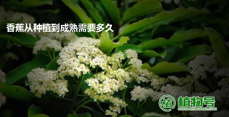 香蕉从种植到成熟需要多久