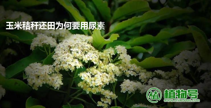 玉米秸秆还田为何要用尿素