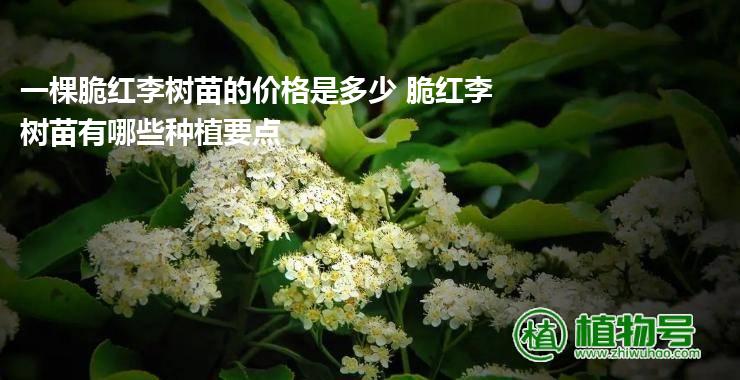 一棵脆红李树苗的价格是多少 脆红李树苗有哪些种植要点