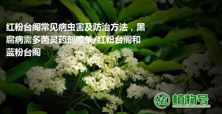 红粉台阁常见病虫害及防治方法，黑腐病需多菌灵药剂喷杀/红粉台阁和蓝粉台阁