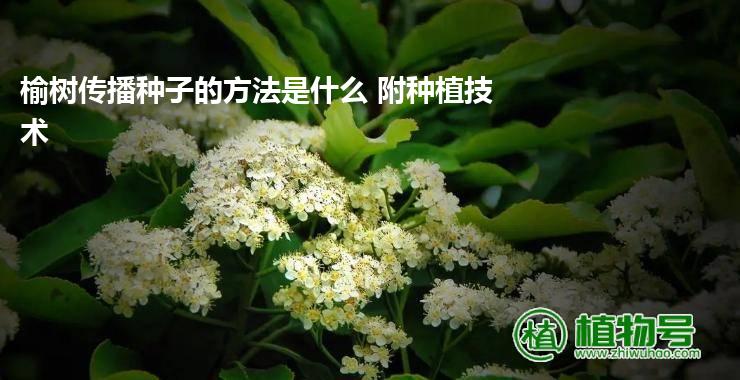 榆树传播种子的方法是什么 附种植技术