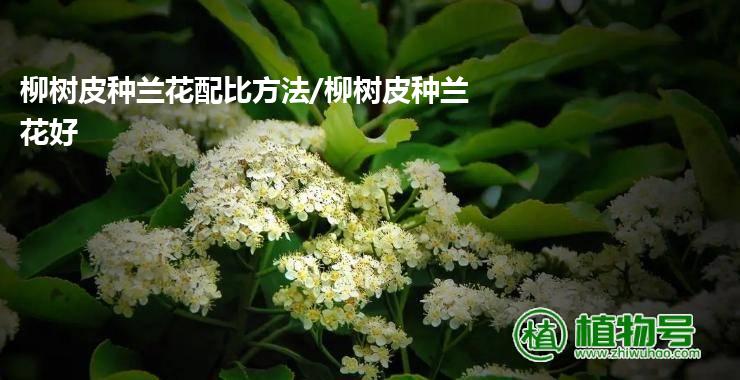 柳树皮种兰花配比方法/柳树皮种兰花好